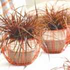 Thompson & Morgan 1 x Uncinia rubra 'Everflame' 9cm pot