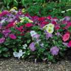 Thompson & Morgan 24 x Petunia Frenzy Mixed Plugs