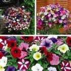 Thompson & Morgan 24 x Petunia Easy Wave Ultimate Mixed Plants