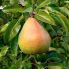 Thompson & Morgan 1 x Pear (Pyrus) Mini Doyenne Du Comice 9cm Pot