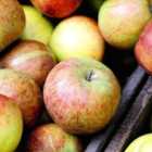 Thompson & Morgan 1 x Apple (Malus) Miniaeburn 9cm Pot