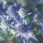 Thompson & Morgan 2 x Eryngium planum 'Blue Hobbit' 9cm