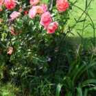 Garden Gear 2pk Peony/Herbaceous X-Large Plant Frame 66x42cm