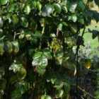 Garden Gear 1 x Half Round Plant Support H92cm