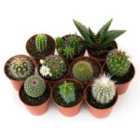 Thompson & Morgan 10 x Mini Cactus Collection - 10 plants