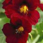 Thompson & Morgan Nasturtium Crimson Emperor 1 Seed Packet (30 Seeds)