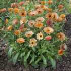 Thompson & Morgan Calendula Orange Flash 1 Seed Packet (200 Seeds)