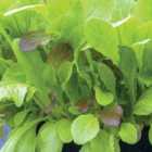 Thompson & Morgan Salad Leaves - Crispy Lettuce Blend 1 Seed Packet (500 Seeds)
