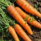 Thompson & Morgan Carrot Fly Free Collection 3 Seed Packets