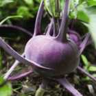 Thompson & Morgan Kohl Rabi Kolibri F1 Hybrid 1 Seed Packet