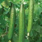 Thompson & Morgan Cucumber Bella F1 Hybrid 1 Seed Packet (10 Seeds)