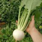 Thompson & Morgan Turnip Silky Sweet F1 1 Seed Packet