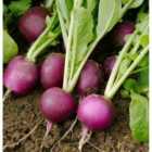Thompson & Morgan Radish Amethyst 1 Seed Packet (250 Seeds)