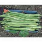 Thompson & Morgan Runner Bean Polestar 1 Seed Packet (40 Seeds)