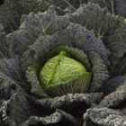 Thompson & Morgan Cabbage Savoy Cordesa F1 Hybrid 1 Seed Packet (10 Seeds)