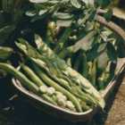Thompson & Morgan Broad Bean Bunyards Exhibition 1 Seed Packet (30 Seeds)