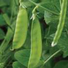 Thompson & Morgan Pea Mangetout Oregon Sugar Pod 1 Seed Packet
