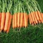 Thompson & Morgan Carrot Sweet Candle F1 Hybrid 1 Seed Packet (250 Seeds)