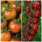 Thompson & Morgan Tomato Sweetest Duo 2 Seed Packets