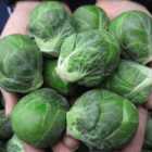 Thompson & Morgan Brussels Sprout Marte F1 1 Seed Packet (20 Seeds)