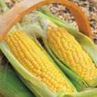 Thompson & Morgan Sweetcorn Golden Gate 1 Seed Packet