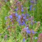 Thompson & Morgan Hyssop Promo New Kew Range 1 Packet (150 Seeds)