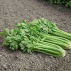 Thompson & Morgan Celery Tango F1 Hybrid 1 Seed Packet (75 Seeds)