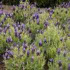 Thompson & Morgan Lavender Stoechas Bandera Purple 1 Packet (12 Seeds)