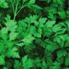 Thompson & Morgan Parsley Plain Leaved (sheeps) 2 1 Seed Packet (1000 Seeds)