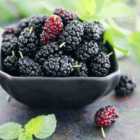 Thompson & MorganFruit Mulberry Charlotte Russe (mojo Berry) 3.6 Litre Potted Plant X 1