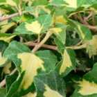 Thompson & Morgan Hedera Helix Gold Heart 2 Litre Potted Plant x 1