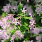 Thompson & Morgan Trachelospermum asiaticum Pink Shower 3 Litre Potted Plant x 1