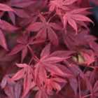 Thompson & Morgan Acer Palmatum Atropurpureum 7cm Potted Plants x 4 + Planter Sabina Dark Grey (Antraciet) 32cm Potted Plants x 4