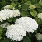 Thompson & Morgan Hydrangea Strong Annabelle 5 Litre Potted Plant x 1