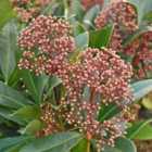 Thompson & Morgan Skimmia japonica 'Rubella' 9cm Potted Plant x 3