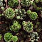 Thompson & Morgan Houseplant Sempervivum Mixed 5.5cm Pot x 3
