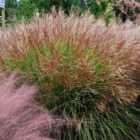 Thompson & Morgan Miscanthus (Grass) Purpurascens 9cm Potted Plant x 3