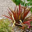 Thompson & Morgan Phormium Rainbow Queen 9cm Potted Plant x 3