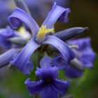 Thompson & Morgan Clematis New Love 7cm Potted Plant x 2 + Planter x 2