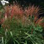 Thompson & Morgan Miscanthus (Grass) Purpurascens 9cm Pot x 2