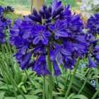 Thompson & Morgan Agapanthus Midnight Sky 9cm Potted Plant x 2