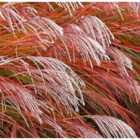 Thompson & Morgan Miscanthus (Grass) Indian Summer 9cm Pot x 2????????????