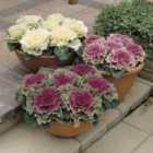 Thompson & Morgan Cabbage Northern Lights Mixed 1 Seed Packet (30 Seeds)