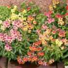 Thompson & Morgan Antirrhinum Reminiscent Mixed F1 Hybrid 1 Packet (50 Seeds)