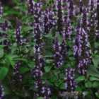 Thompson & Morgan Agastache Hybrida Astello Indigo 1 Seed Packet (15 Seeds)