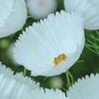 Thompson & Morgan Cosmos Cupcake White 1 Seed Packet (30 Seeds)