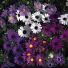 Thompson & Morgan Brachyscombe Bravo Mixed 1 Seed Packet