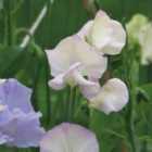 Thompson & Morgan Sweet Pea Hi-Scent 1 Seed Packet