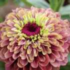 Thompson & Morgan Zinnia Queeny Lime Red 1 Seed Packet (20 Seeds)