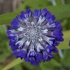 Thompson & Morgan Primula Capitata Noverna Deep Blue 1 Seed Packet (25 Seeds)